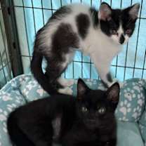 Thumbnail photo of Nero #3