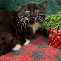 Thumbnail photo of Kit Kat #1