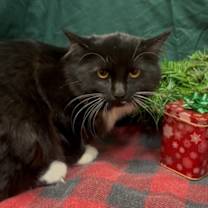 Thumbnail photo of Kit Kat #2