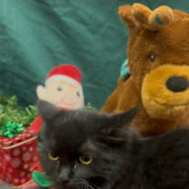 Thumbnail photo of Snickers #2