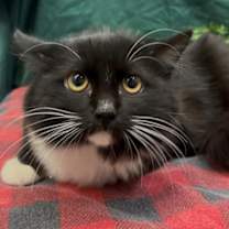 Thumbnail photo of Twix #2