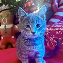 Thumbnail photo of Blitzen #1