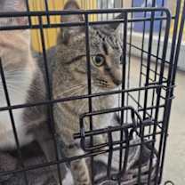 Thumbnail photo of Pepper #2