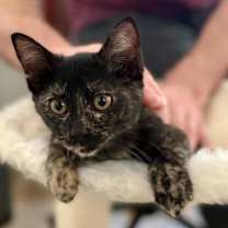 Thumbnail photo of Manhattan #1