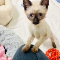 Thumbnail photo of Meyer #2