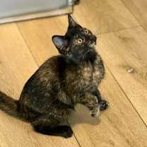 Thumbnail photo of Manhattan #2