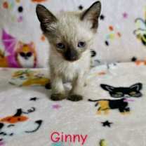 Thumbnail photo of Meyer #3