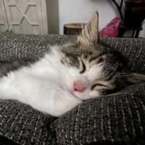 Thumbnail photo of Hampton #1