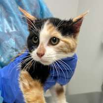 Thumbnail photo of Jackalope #1