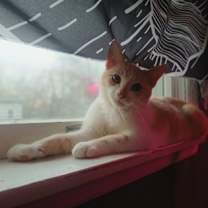 Thumbnail photo of Mothman #1