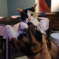 Thumbnail photo of Jackalope #2