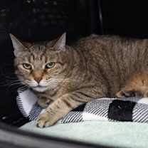 Thumbnail photo of Gigi #2