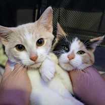 Thumbnail photo of Jackalope #3