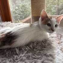 Thumbnail photo of Ina Garten #2