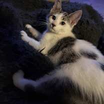 Thumbnail photo of Jaxon #2