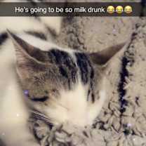 Thumbnail photo of Jaxon #3