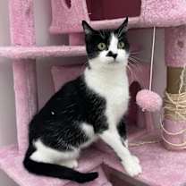 Thumbnail photo of Violet RM #3