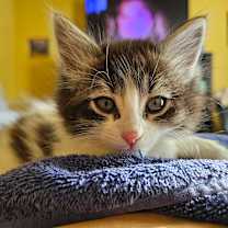 Thumbnail photo of Moo Moo #1