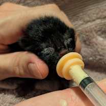 Thumbnail photo of Annabel Lee #2