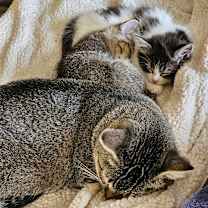 Thumbnail photo of Moo Moo #3