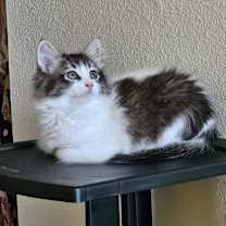 Thumbnail photo of Moo Moo #4