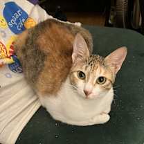 Thumbnail photo of Weaselby #1