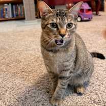 Thumbnail photo of Cheetah #4