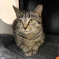 Thumbnail photo of Unleaded  #1