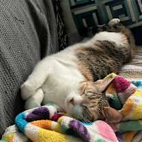 Thumbnail photo of Weaselby #3