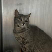 Thumbnail photo of Leaded #2