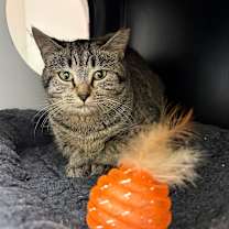 Thumbnail photo of Unleaded  #2