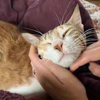 Thumbnail photo of Weaselby #4