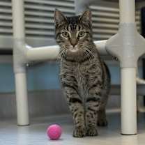 Thumbnail photo of Destiny #1