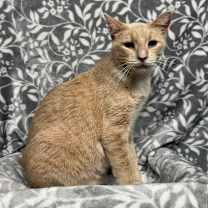 Thumbnail photo of Tazz #2