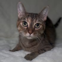 Thumbnail photo of Gingie #1