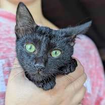 Thumbnail photo of Fishstick #2