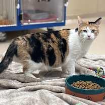 Thumbnail photo of Shortcake #1