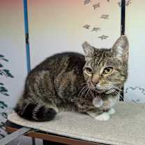 Thumbnail photo of Paw Paws #4