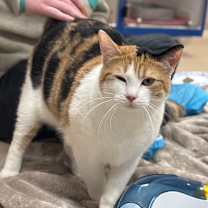 Thumbnail photo of Shortcake #3