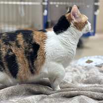 Thumbnail photo of Shortcake #4