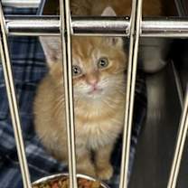 Thumbnail photo of Prince Ayden #2