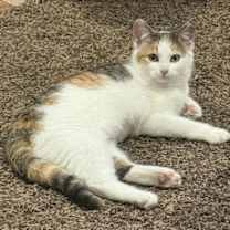 Thumbnail photo of Annie (Kitten) #1