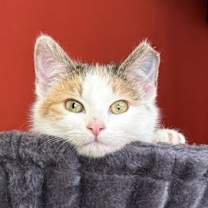 Thumbnail photo of Annie (Kitten) #3
