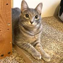 Thumbnail photo of Cleo #1