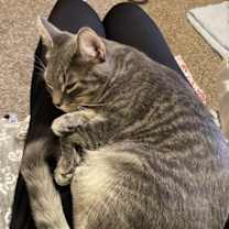 Thumbnail photo of Cleo #4