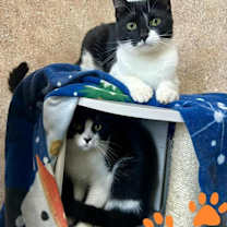 Thumbnail photo of Gordo #2