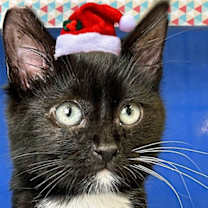 Thumbnail photo of Valentin #1