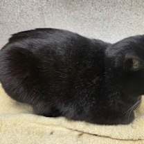 Thumbnail photo of Mitsy #2