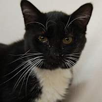 Thumbnail photo of Percival #1