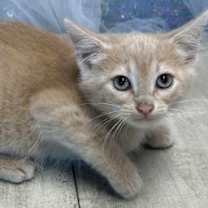 Thumbnail photo of Carrot #2